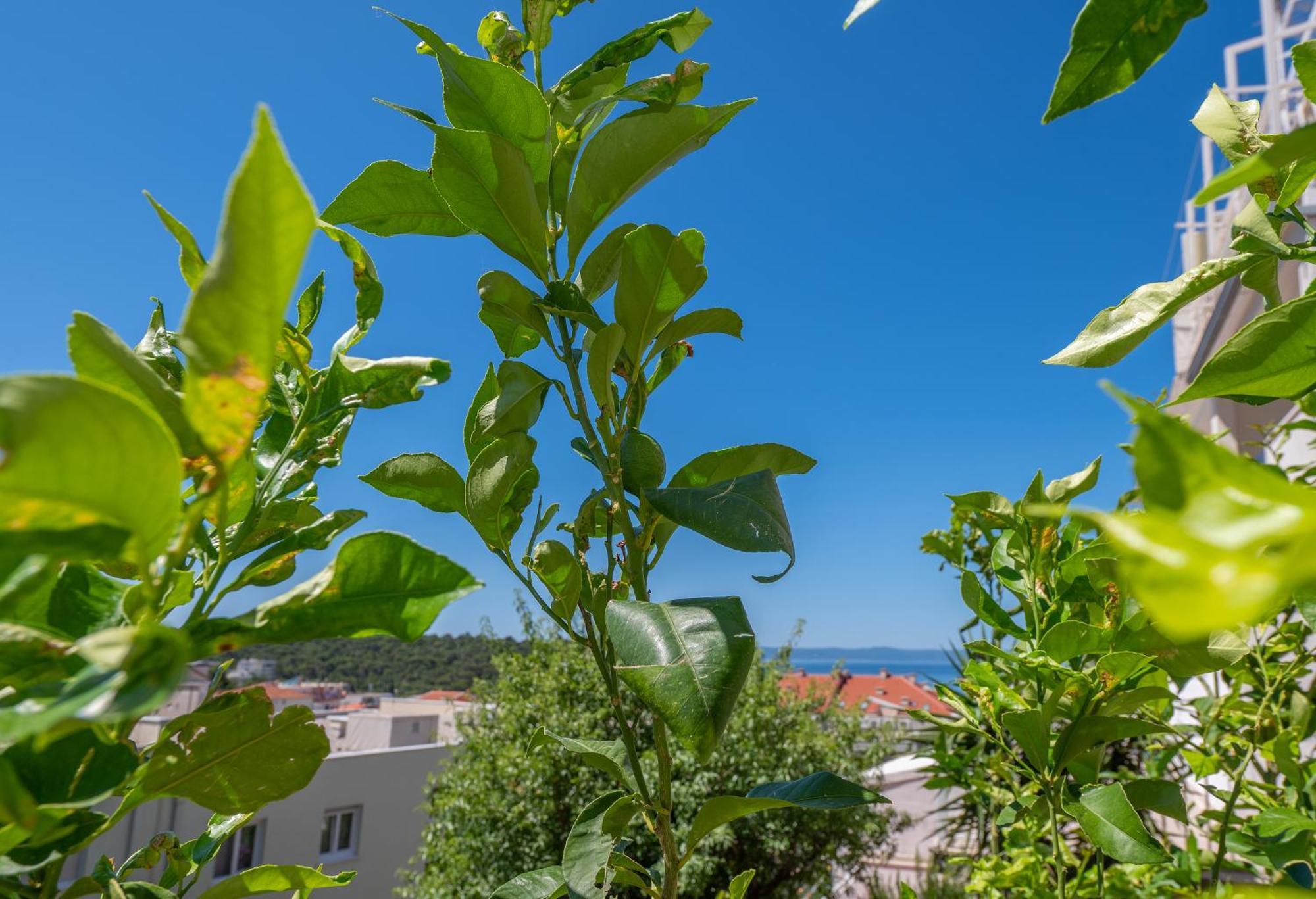 Apartmani Sani ماكارسكا المظهر الخارجي الصورة
